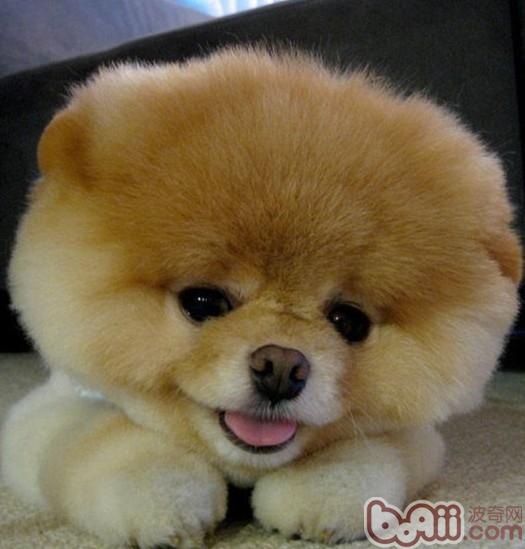 寵物犬