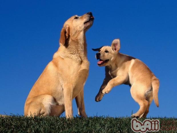 寵物犬