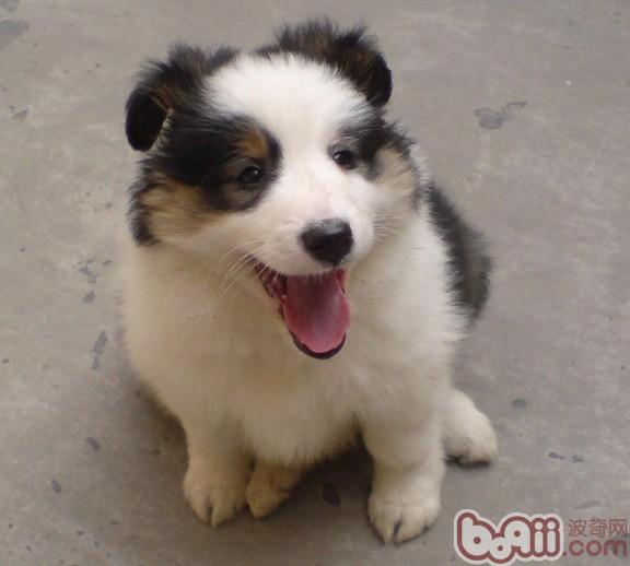 寵物犬