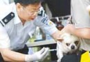 有關犬疫苗你知道多少