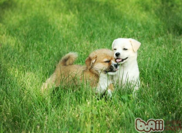 寵物犬