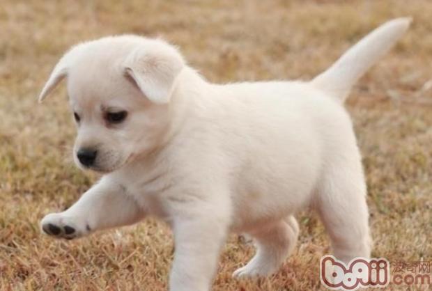 拉布拉多犬