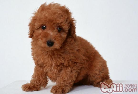泰迪犬