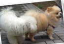 引發狗狗肛門腺炎的病因以及識別方法
