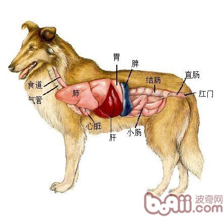 腎髒1.jpg