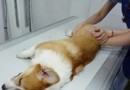 引起犬髋關節發育不良的病因以及症狀
