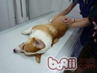 犬髋關節發育不良3.jpg