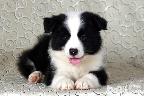 犬細小不能馬虎