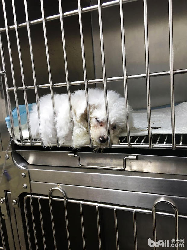 圖3 該犬屬於腸炎型