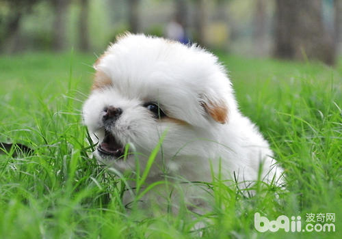 幼年犬更易感染犬窩咳