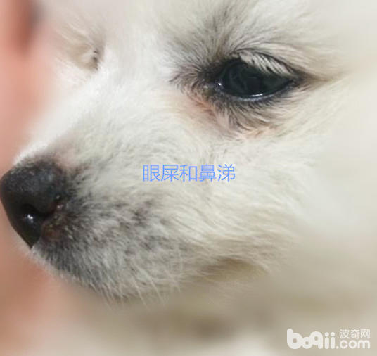 狗狗眼屎異常