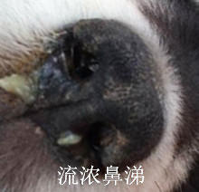 狗狗流膿鼻涕