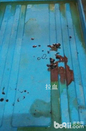 狗狗拉血