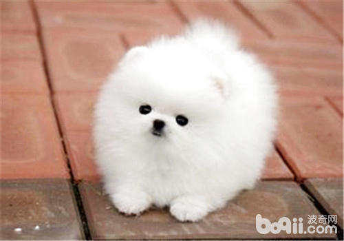 博美犬