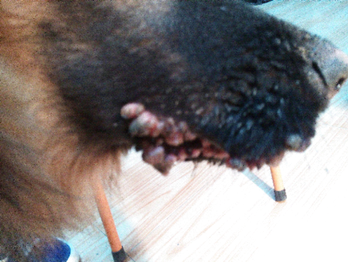 口腔部位傳染性性病腫瘤，外部腫物凸起，呈乳頭狀