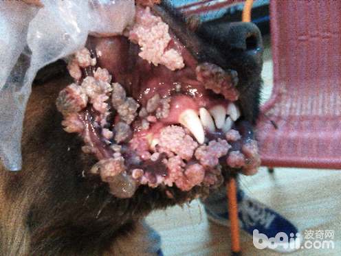 傳染性性病腫瘤，口腔內部黏膜有大量菜花狀腫物