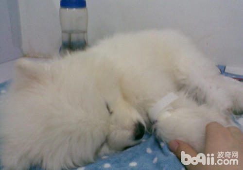 狗狗治療期間飼主最好陪在狗狗身邊