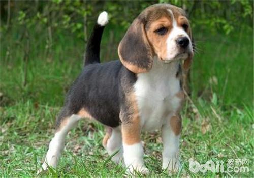 比格犬