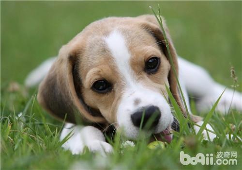 比格犬