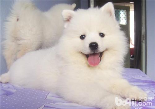 薩摩耶犬