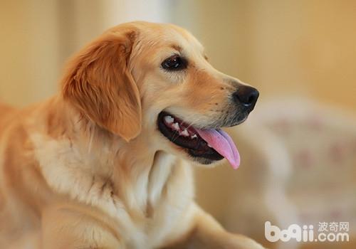金毛犬