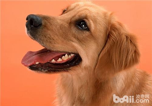 金毛犬