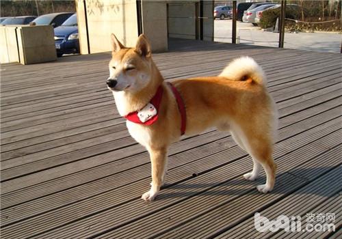 柴犬