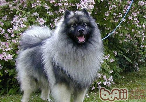 荷蘭毛獅犬