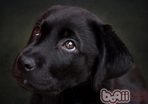 拉布拉多犬