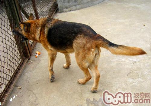 德國牧羊犬
