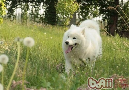 薩摩耶犬