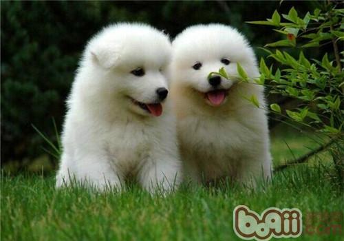 薩摩耶犬