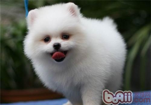 博美犬