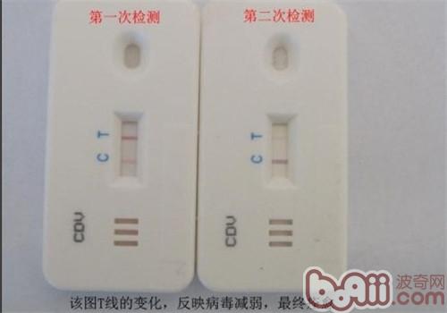 犬瘟熱病毒測試