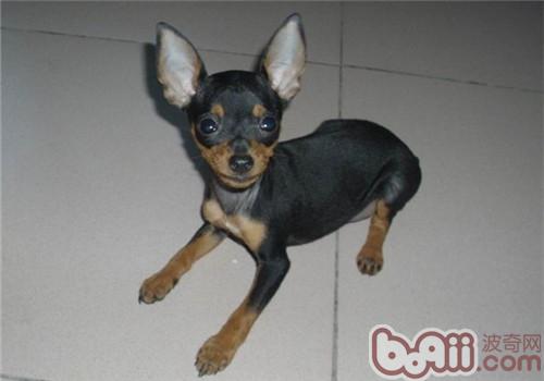 小鹿犬