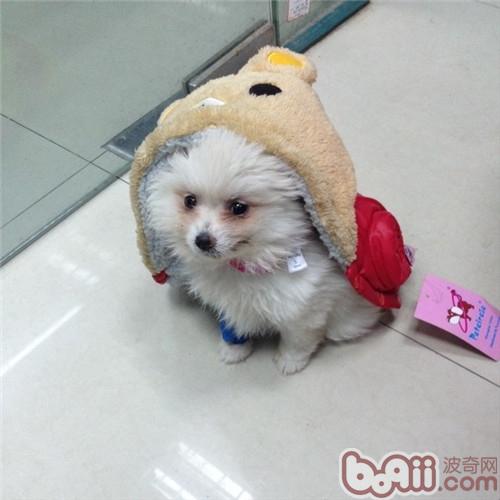 博美犬