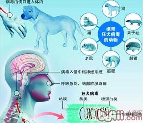 狂犬病毒的傳播