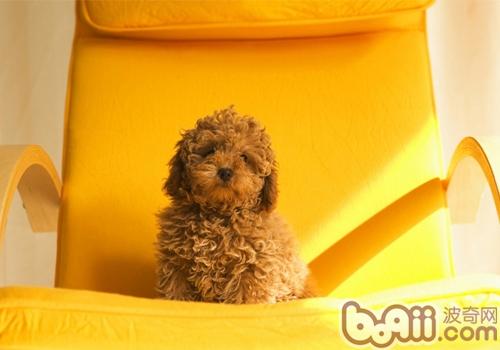 貴賓犬