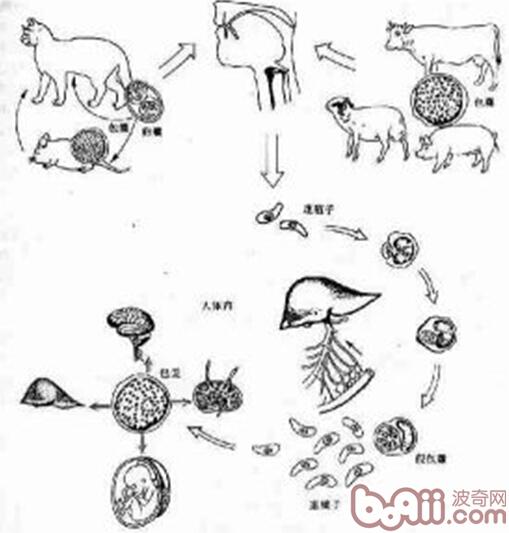 貓弓形蟲的傳播途徑