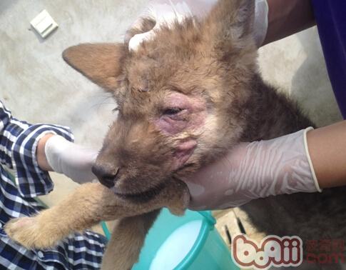 犬蠕形螨典型症狀