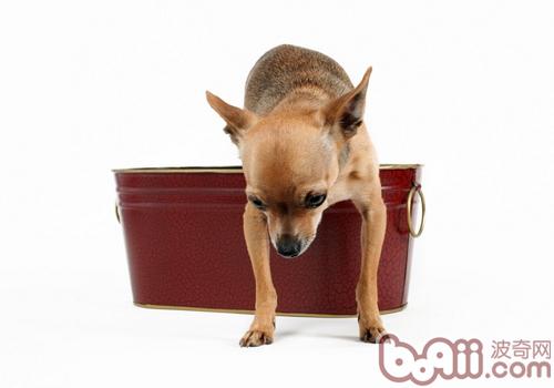 吉娃娃犬