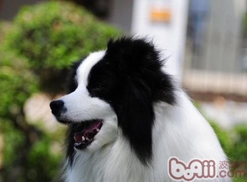 邊境牧羊犬