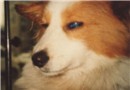 犬傳染性肝炎的診療