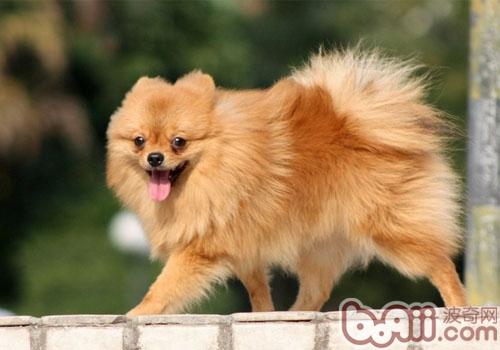 博美犬
