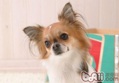 蝴蝶犬