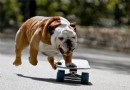 狂犬病的潛伏期真的有20年那麼長嗎