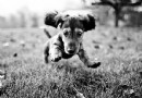 人犬共患寄生蟲病——包蟲病