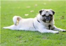 正確認識狂犬病病症