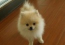 怎樣讓博美犬遠離細小