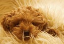 冬季謹防愛犬傳染疾病